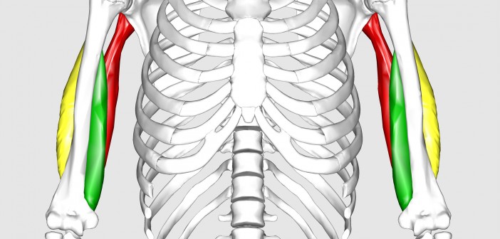 The Role of the Triceps in the Golf Swing - Golf Anatomy and Kinesiology