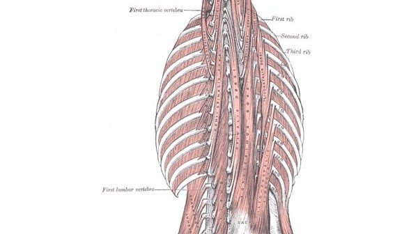 The Role of the Erector Spinae in the Golf Swing - Golf Anatomy and Kinesiology