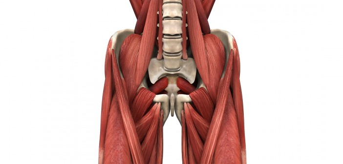 The Role of the Psoas Major in the Golf Swing - Golf Anatomy and Kinesiology