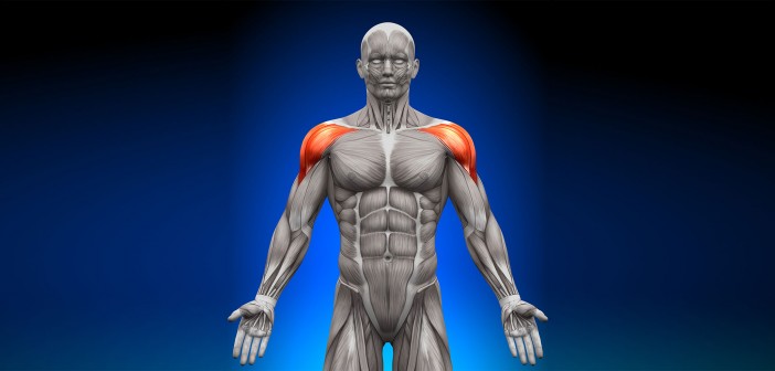 Deltoid muscle The Role of the Deltoids in the Golf Swing - Golf Anatomy and Kinesiology