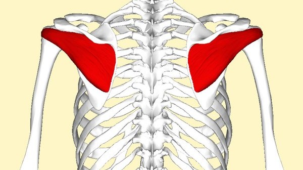 Infraspinatus muscle - Golf Anatomy and Kinesiology