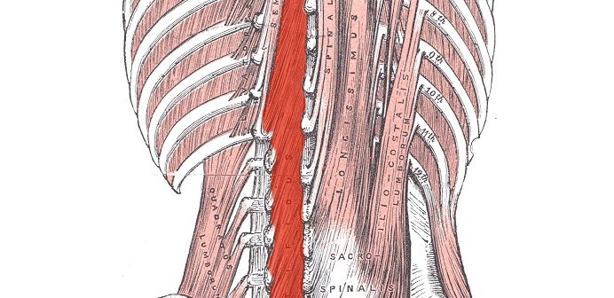 The Role of the Multifidi in the Golf Swing - Golf Anatomy and Kinesiology