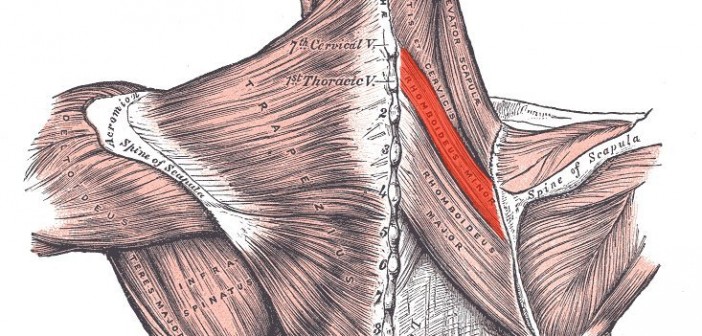 Rhomboid minor muscle - Golf Anatomy and Kinesiology