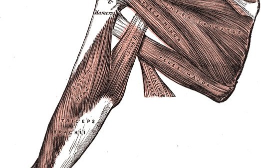 Rotator cuff - Golf Anatomy and Kinesiology