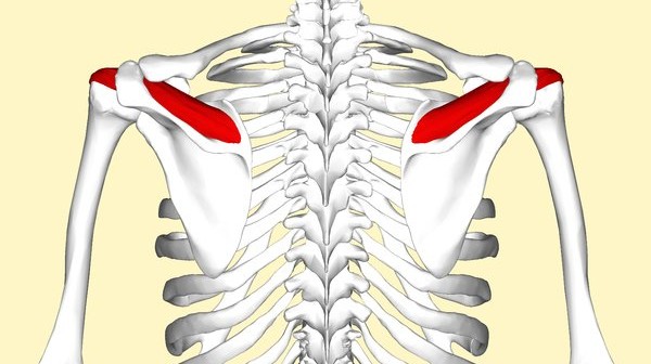 Supraspinatus muscle - Golf Anatomy and Kinesiology