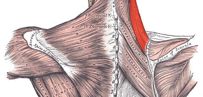Levator scapulae muscle Golf Anatomy and Kinesiology